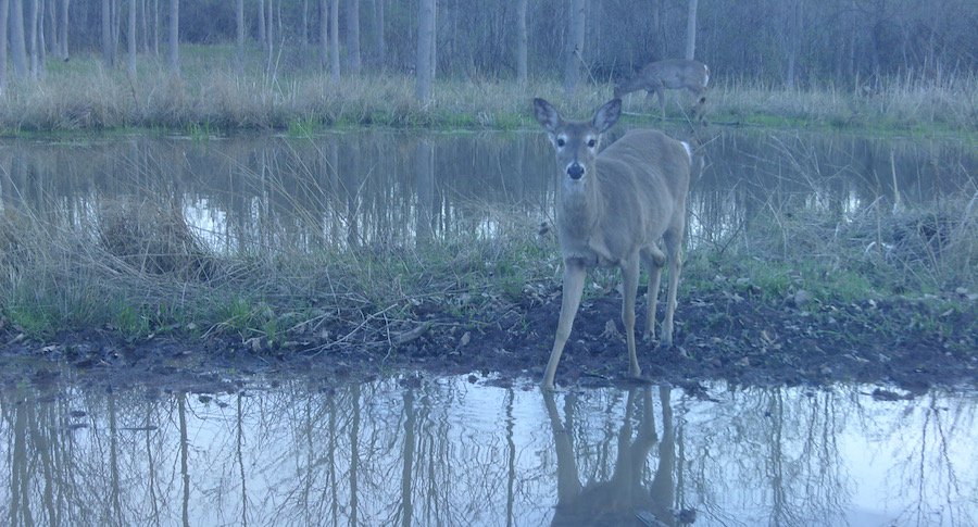 deer hunters