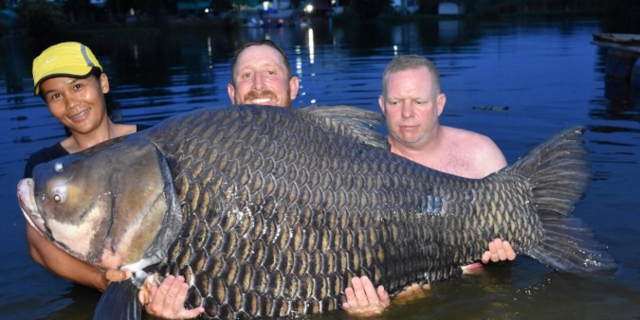 80 minute Fight Lands Brit World Record Siamese Carp