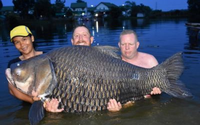 80 minute Fight Lands Brit World Record Siamese Carp