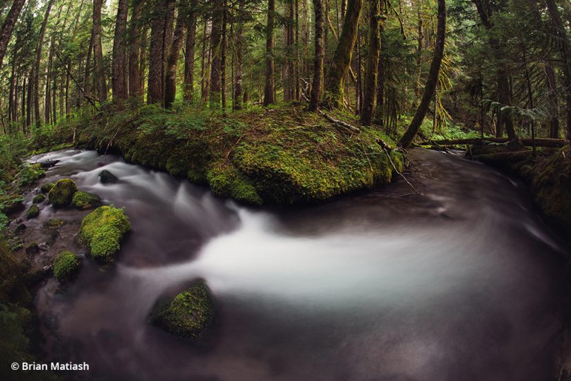 river in forest shot with a fisheye lens