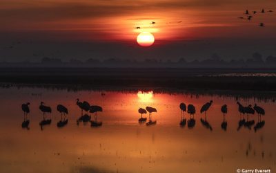 Backlight And Silhouettes Assignment Winner Garry Everett