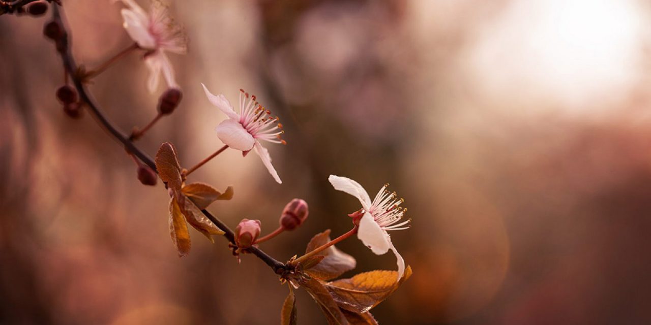 Beautiful Bokeh Assignment Winner Jessica Nelson