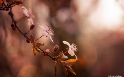 Beautiful Bokeh Assignment Winner Jessica Nelson