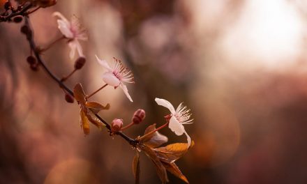 Beautiful Bokeh Assignment Winner Jessica Nelson