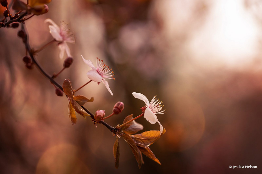 Congratulations to Jessica Nelson for winning the recent Beautiful Bokeh Photography Assignment with the image, “Plum Blossoms.”