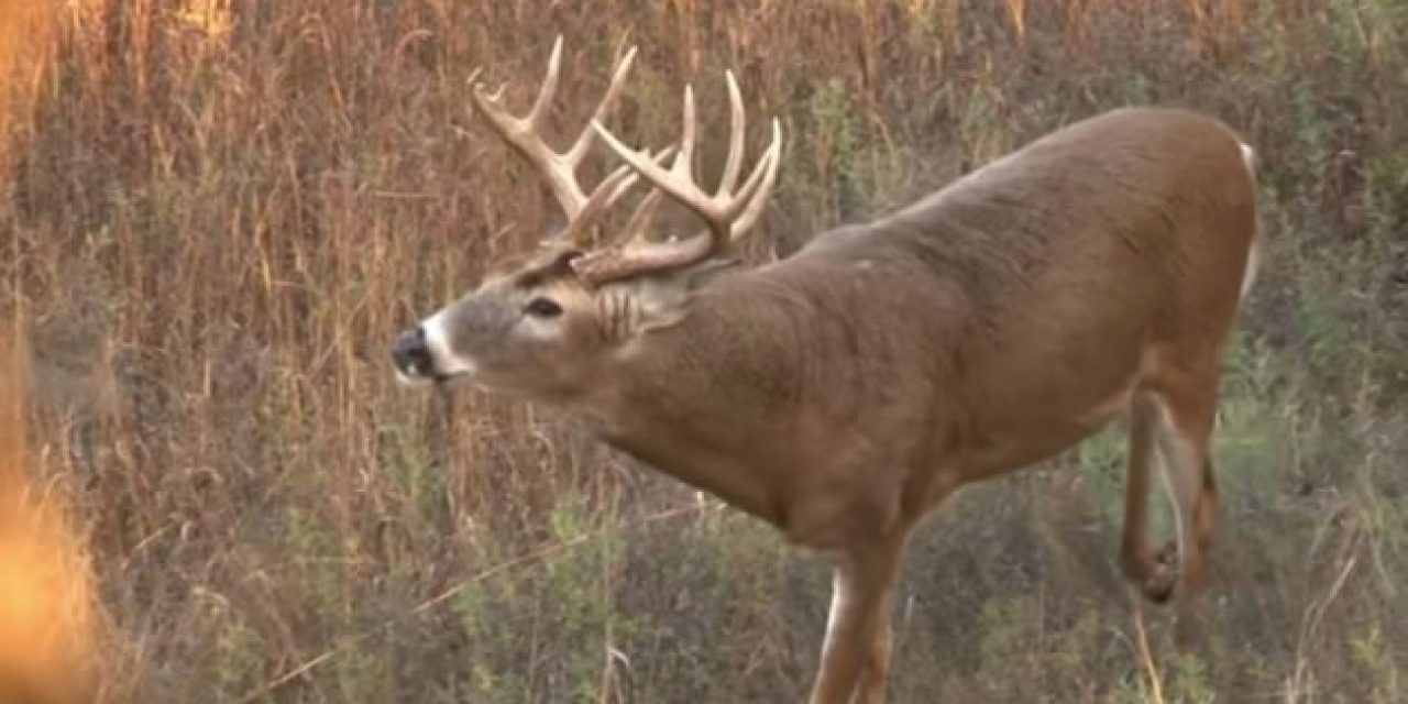 Big Ol’ Buck Hops Fence Right Into Hunter’s Bowsight