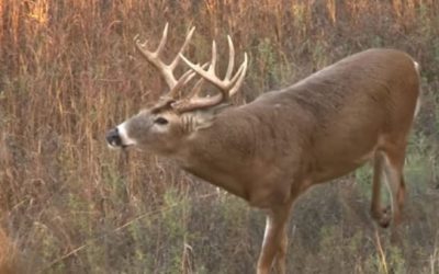 Big Ol’ Buck Hops Fence Right Into Hunter’s Bowsight