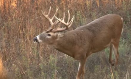 Big Ol’ Buck Hops Fence Right Into Hunter’s Bowsight