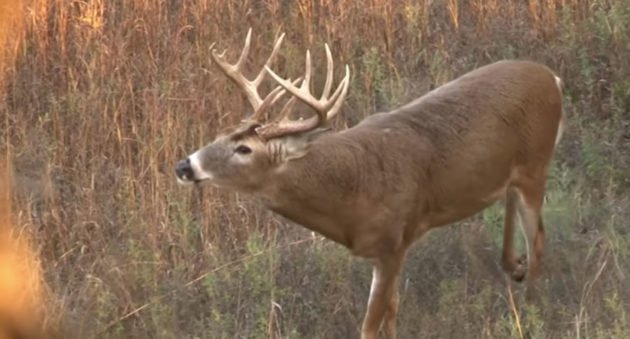 kansas whitetail