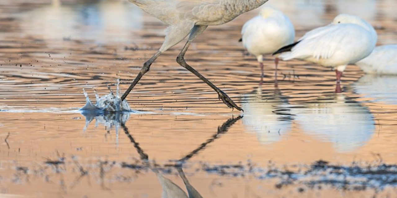 Bosque del Apache National Wildlife Refuge