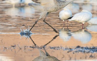Bosque del Apache National Wildlife Refuge