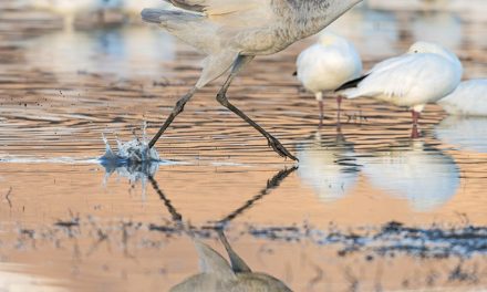 Bosque del Apache National Wildlife Refuge