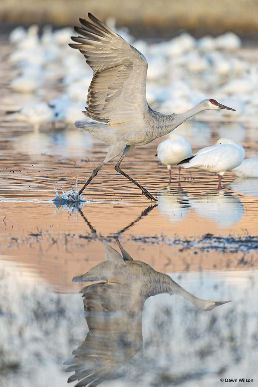 Image of a sandhill crane at Bosque del Apache