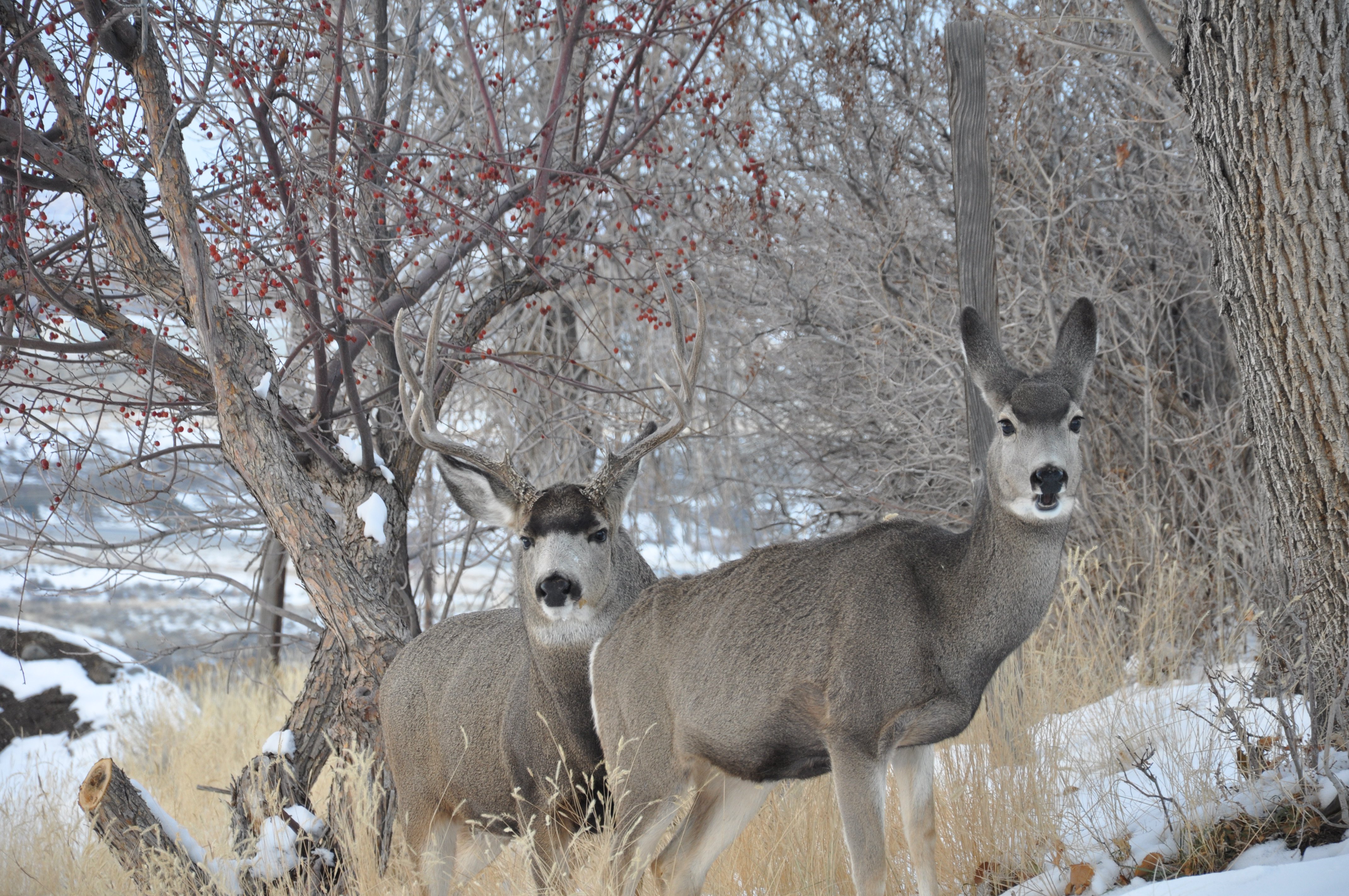 Deer DNA