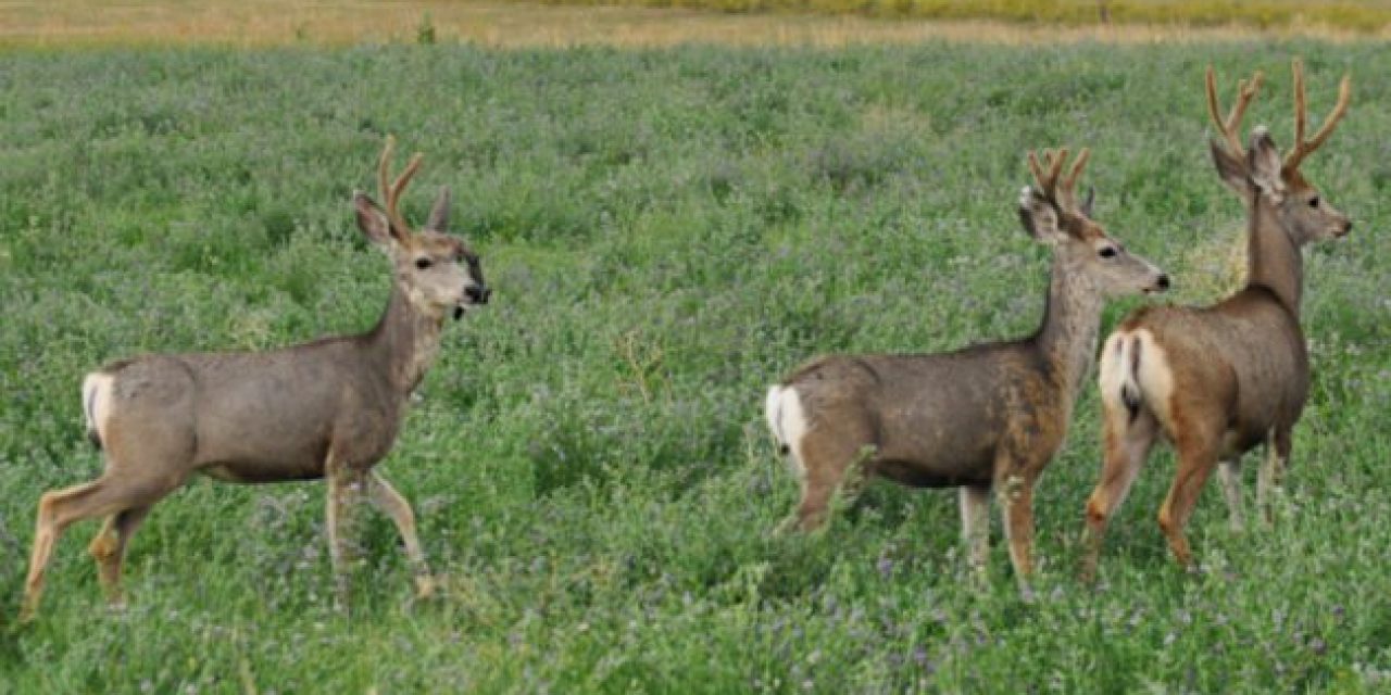 Deer DNA is Revealing Its Secrets After Genome Study