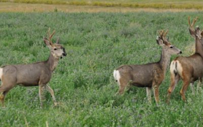 Deer DNA is Revealing Its Secrets After Genome Study