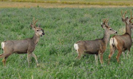 Deer DNA is Revealing Its Secrets After Genome Study