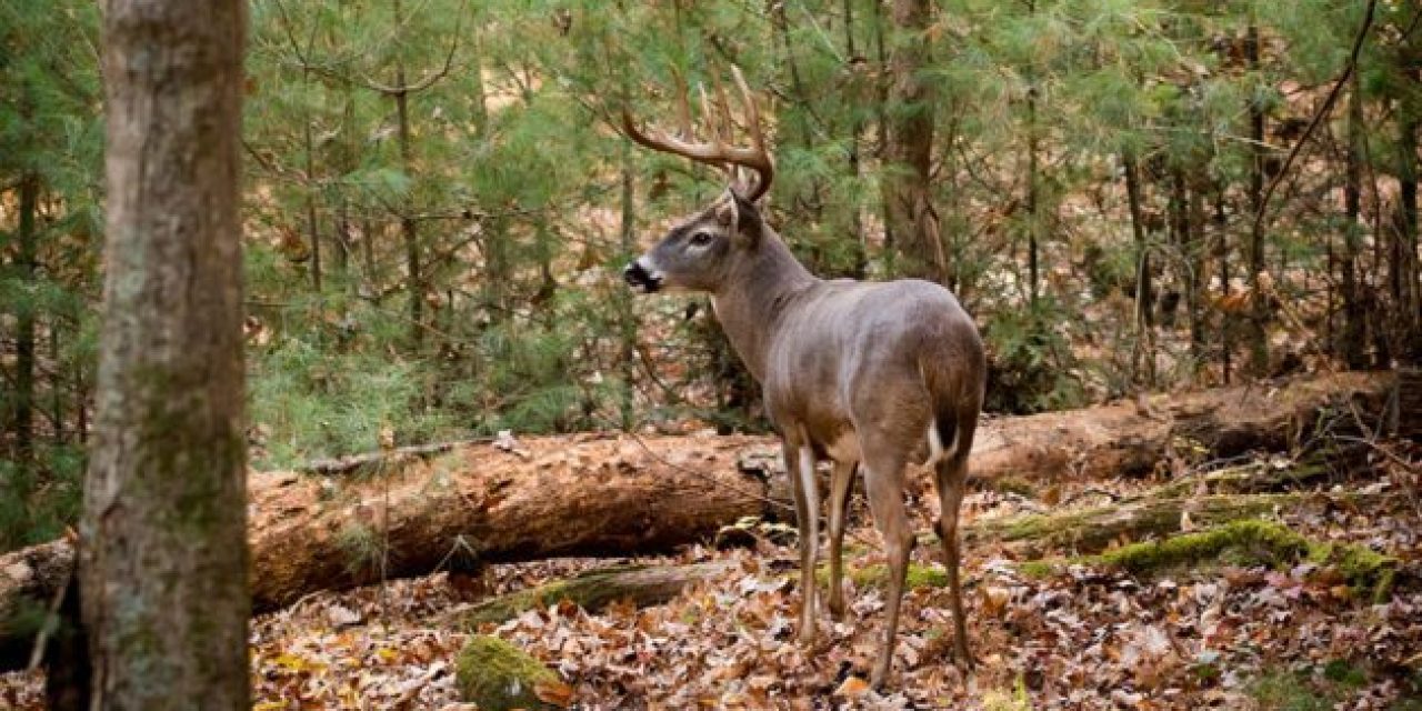 Deer Season is Getting Close, Are You Ready?
