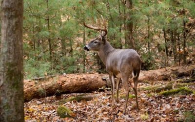 Deer Season is Getting Close, Are You Ready?