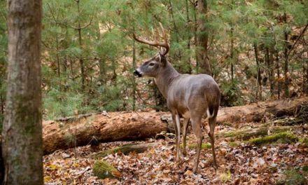 Deer Season is Getting Close, Are You Ready?