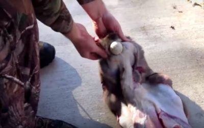 Did You Know You Can Skin a Deer with Just a Golf Ball and a Pickup Truck?