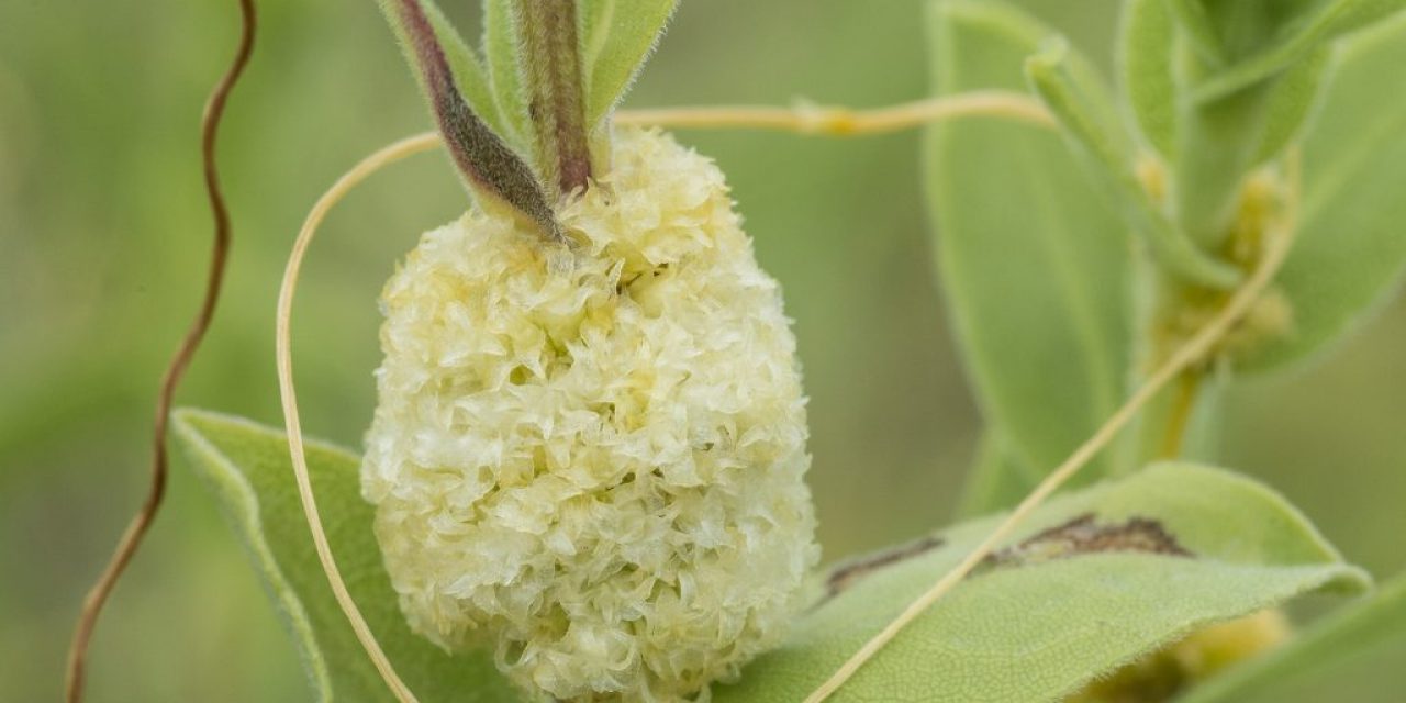 Dodder: A Parasitic Plant