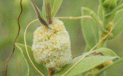 Dodder: A Parasitic Plant