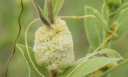 Dodder: A Parasitic Plant