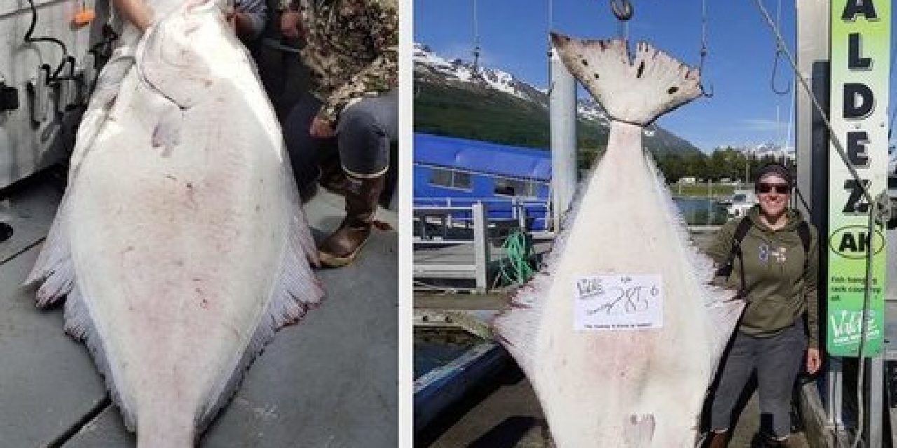 Fairbanks woman reels in 285-pound halibut