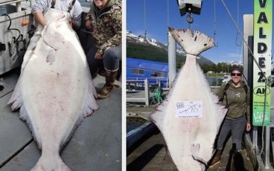 Fairbanks woman reels in 285-pound halibut