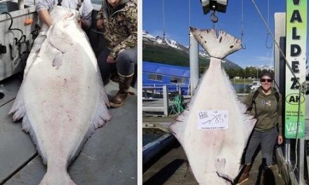 Fairbanks woman reels in 285-pound halibut