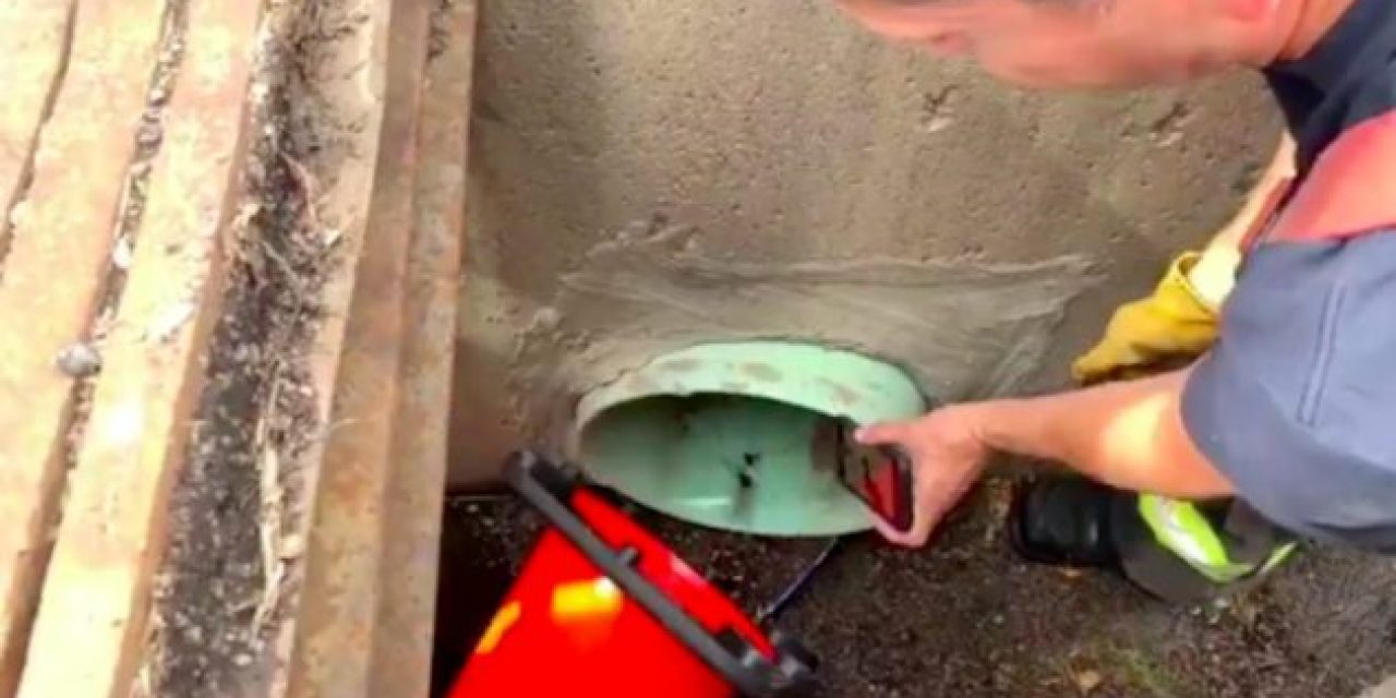 Firefighters Rescue Ducklings Using YouTube Duck Calls