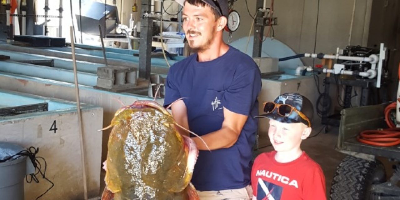 Florida Fish and Wildlife Announce Record-Setting 69.3 Pound Flathead Catfish