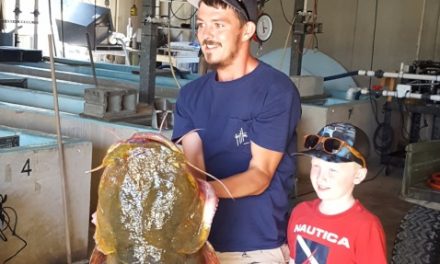 Florida Fish and Wildlife Announce Record-Setting 69.3 Pound Flathead Catfish