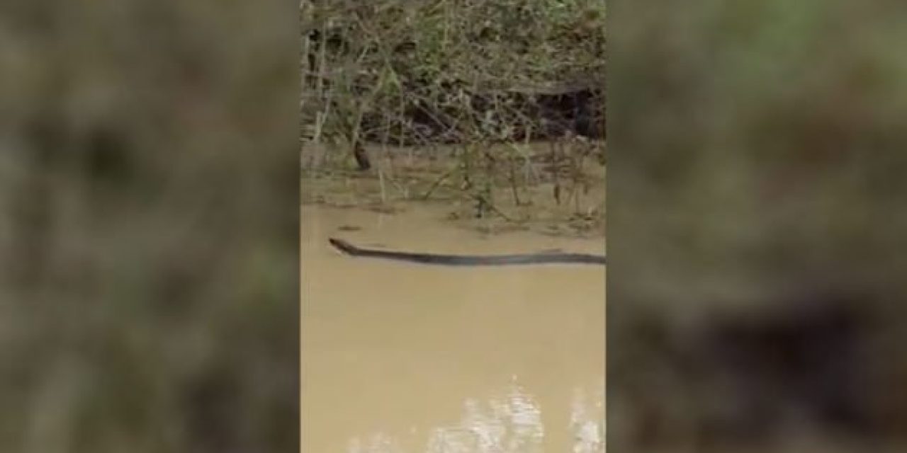 Giant Water Moccasin Spotted Swimming Through Swamp