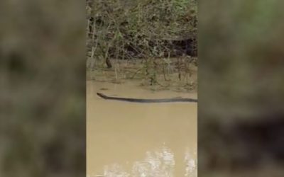 Giant Water Moccasin Spotted Swimming Through Swamp