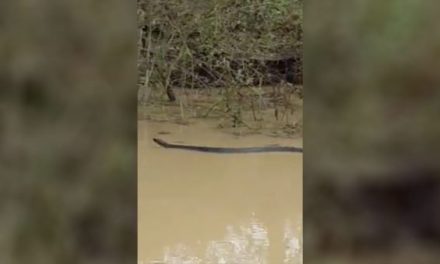 Giant Water Moccasin Spotted Swimming Through Swamp