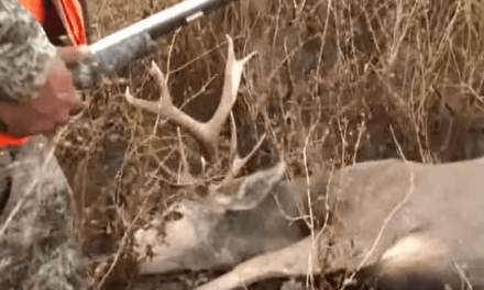 Have You Ever Seen a Deer Get Even With a Hunter?