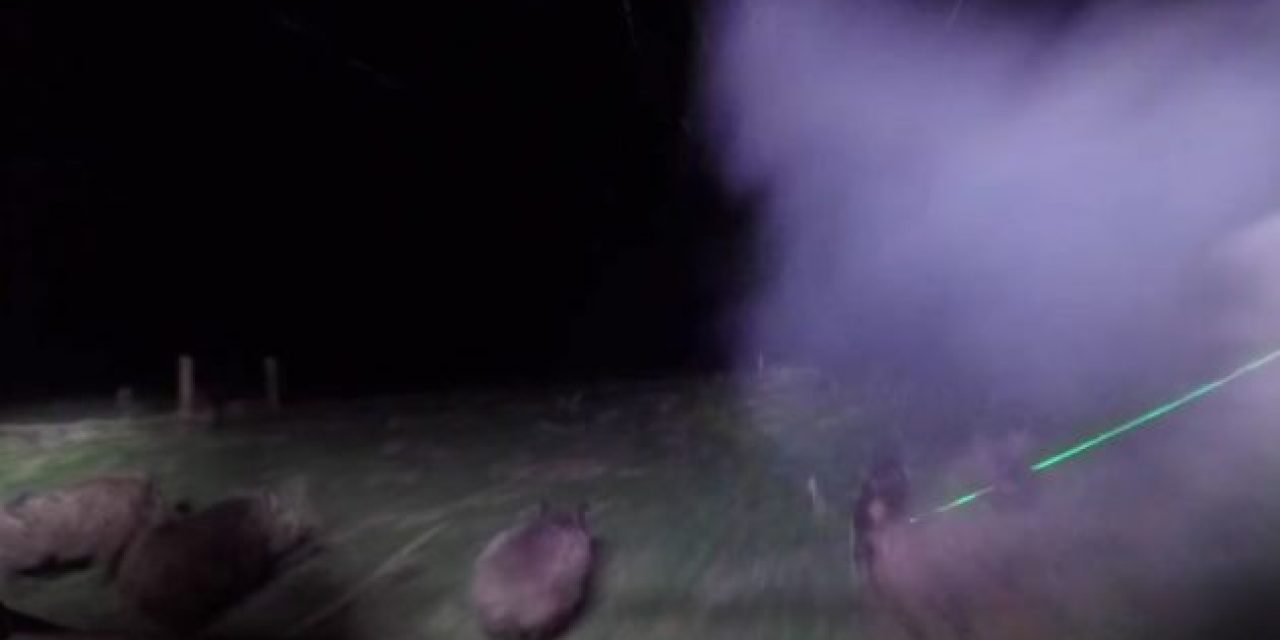 Hunting Hogs Using Lasers is the Best Way to Finish the Summer