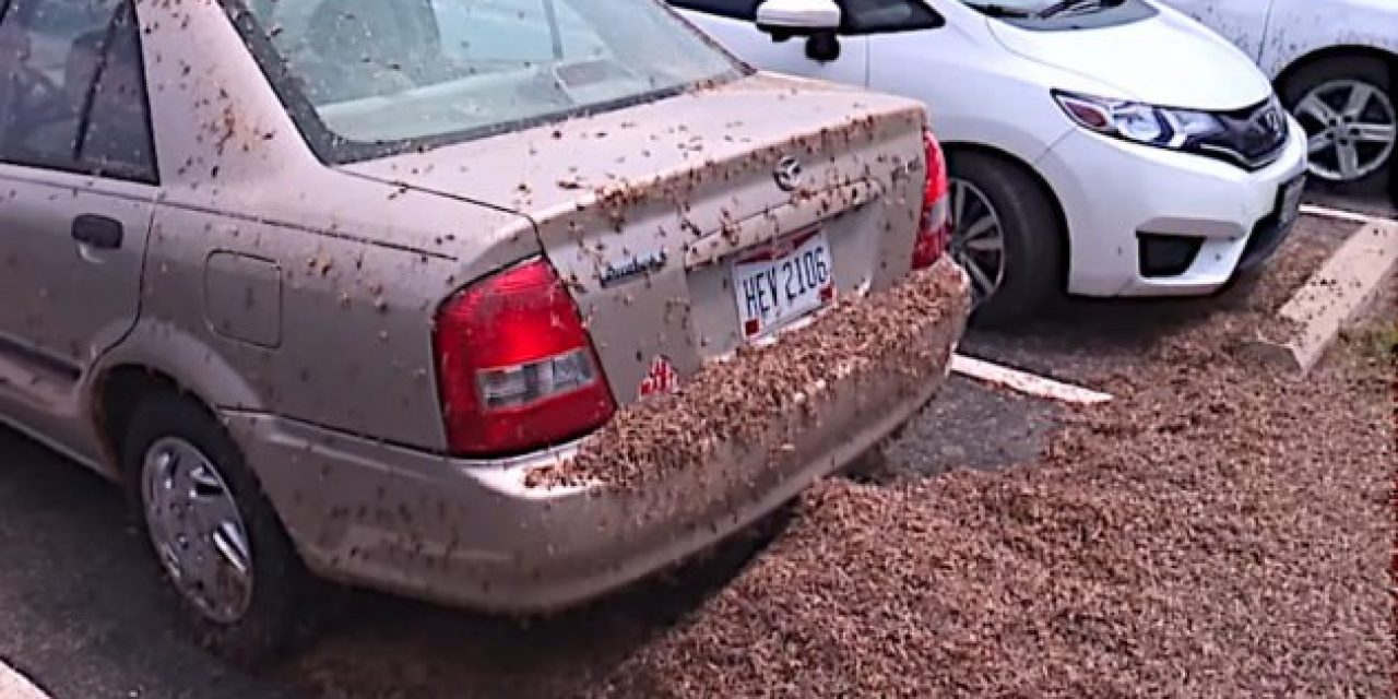 It’s Mayfly Hatch Time, and This Has Gotten Ridiculous