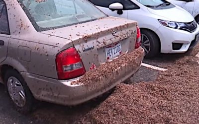 It’s Mayfly Hatch Time, and This Has Gotten Ridiculous