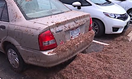 It’s Mayfly Hatch Time, and This Has Gotten Ridiculous