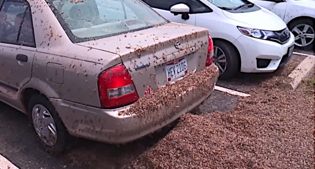 Mayfly Hatch