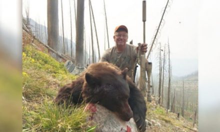 Man Receives 12-Year Hunting Ban After Bear Poaching Incident