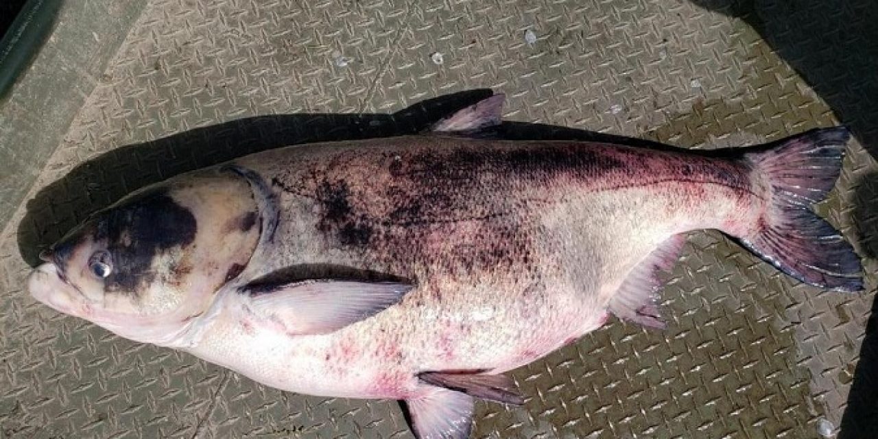 Minnesota Confirms Invasive Carp