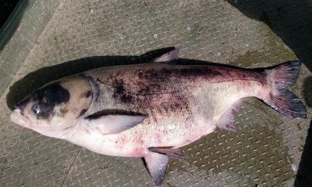 Minnesota Confirms Invasive Carp