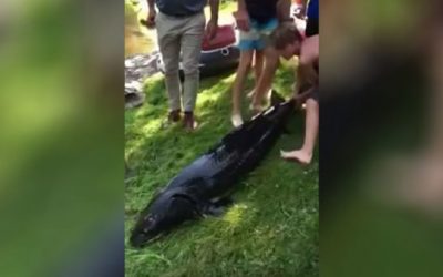 Minnesota Youngsters Wrangle 6-Foot Sturgeon From Tiny Creek, But is It the Famous Legendary Lou?