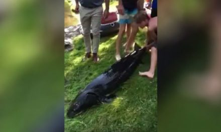 Minnesota Youngsters Wrangle 6-Foot Sturgeon From Tiny Creek, But is It the Famous Legendary Lou?