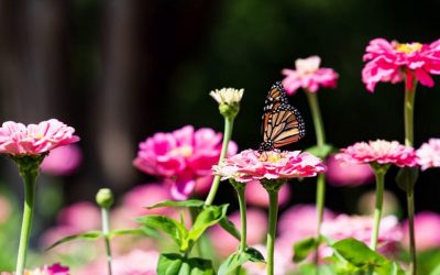 Photo Of The Day By Angie Strader