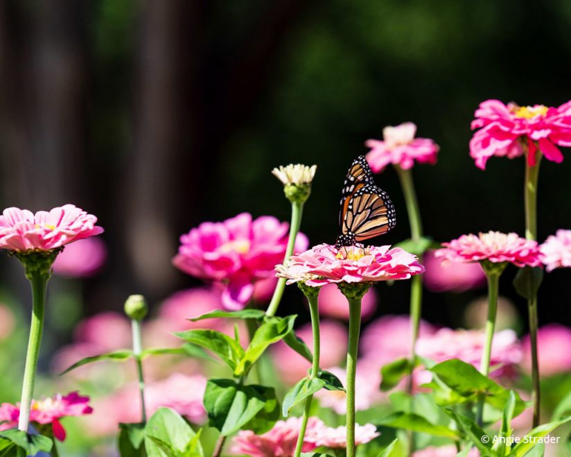Today’s Photo Of The Day is “Monarch Majesty” by Angie Strader. Location: Dallas Arboretum, Texas.